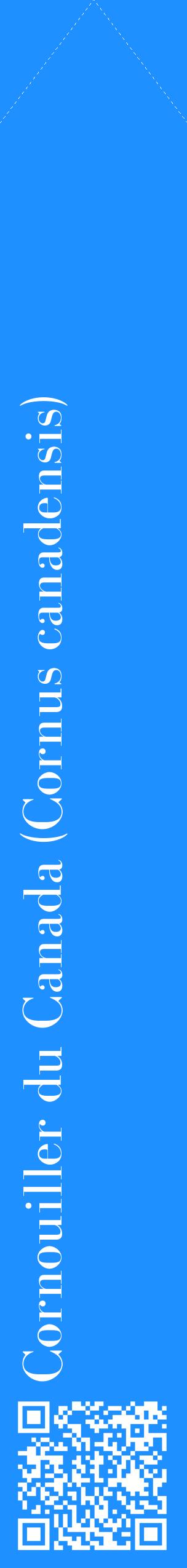 Étiquette de : Cornus canadensis - format c - style blanche3_simplebod avec qrcode et comestibilité