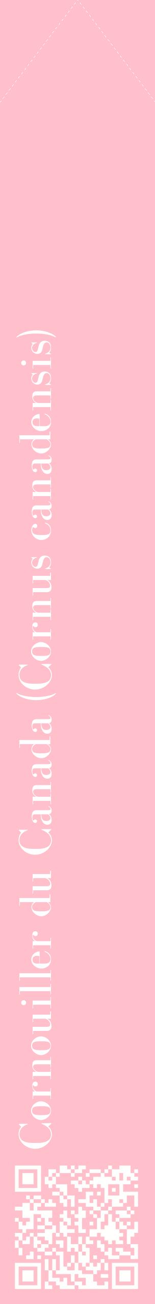 Étiquette de : Cornus canadensis - format c - style blanche40_simplebod avec qrcode et comestibilité