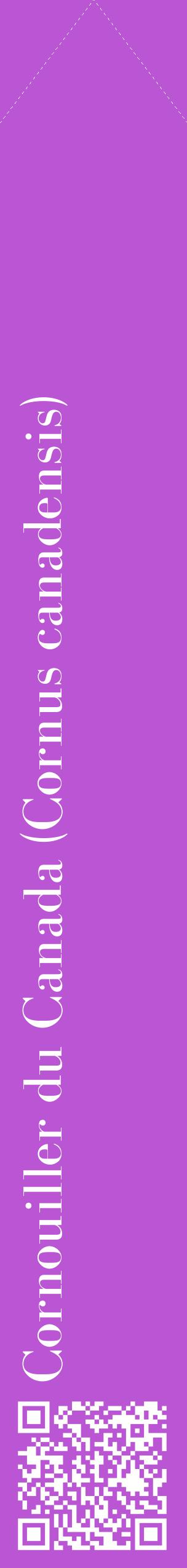 Étiquette de : Cornus canadensis - format c - style blanche50_simplebod avec qrcode et comestibilité