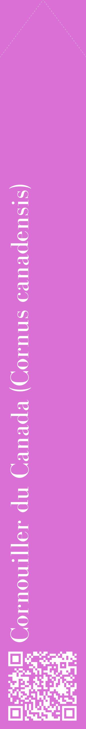 Étiquette de : Cornus canadensis - format c - style blanche52_simplebod avec qrcode et comestibilité