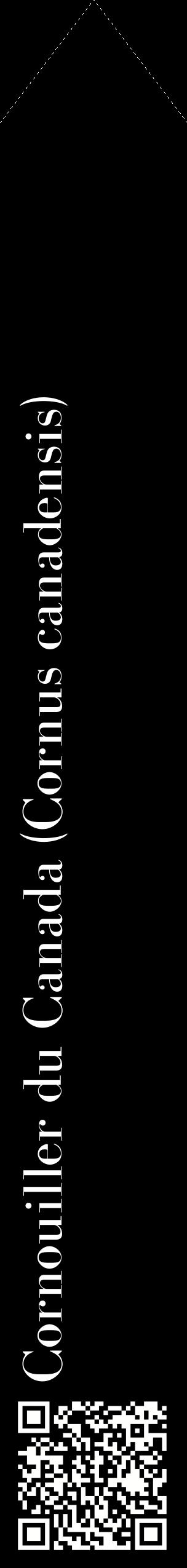 Étiquette de : Cornus canadensis - format c - style blanche59_simplebod avec qrcode et comestibilité