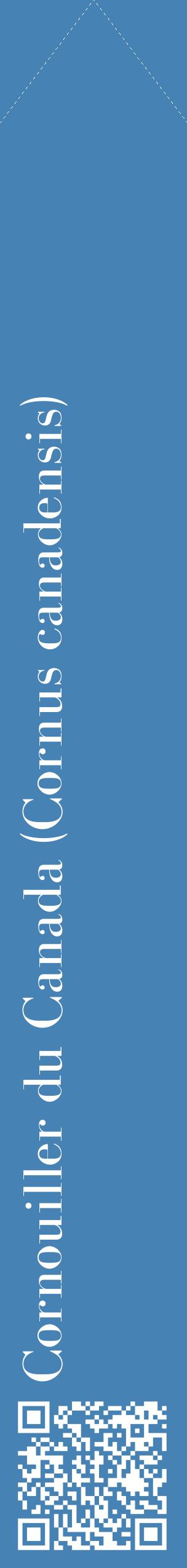 Étiquette de : Cornus canadensis - format c - style blanche5_simplebod avec qrcode et comestibilité