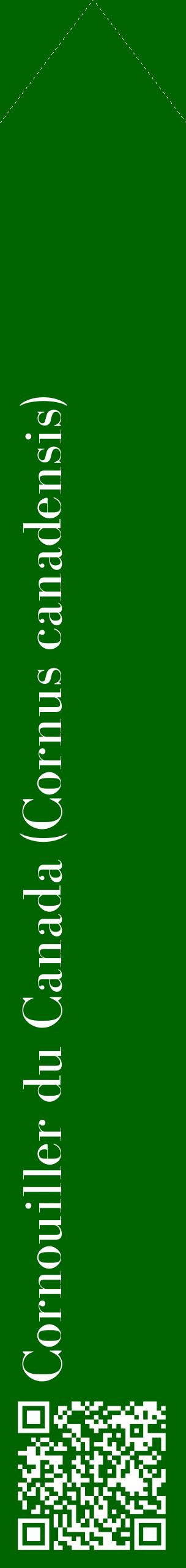 Étiquette de : Cornus canadensis - format c - style blanche8_simplebod avec qrcode et comestibilité