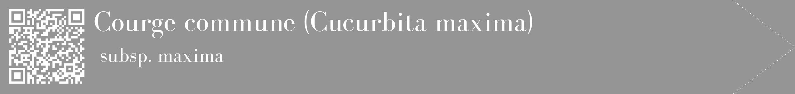 Étiquette de : Cucurbita maxima subsp. maxima - format c - style blanche16_simple_simplebod avec qrcode et comestibilité