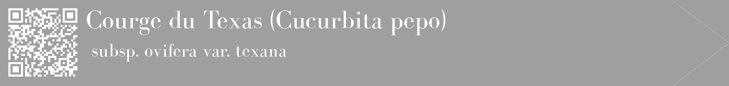 Étiquette de : Cucurbita pepo subsp. ovifera var. texana - format c - style blanche24_simple_simplebod avec qrcode et comestibilité