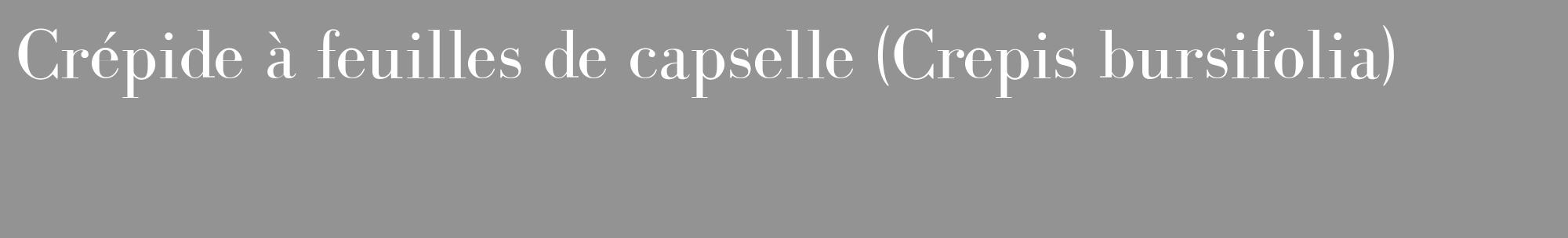 Étiquette de : Crepis bursifolia - format c - style blanche44_basique_basiquebod avec comestibilité