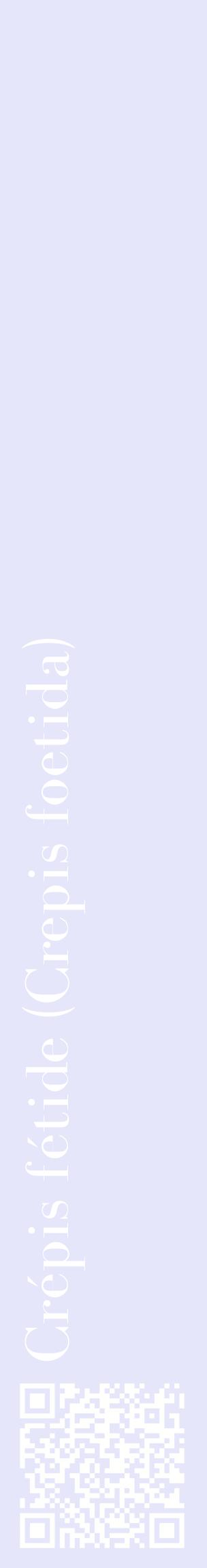 Étiquette de : Crepis foetida - format c - style blanche55_basiquebod avec qrcode et comestibilité