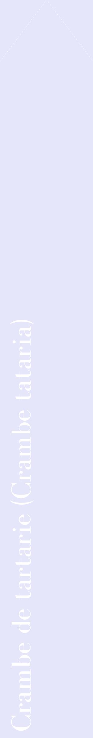 Étiquette de : Crambe tataria - format c - style blanche55_simplebod avec comestibilité