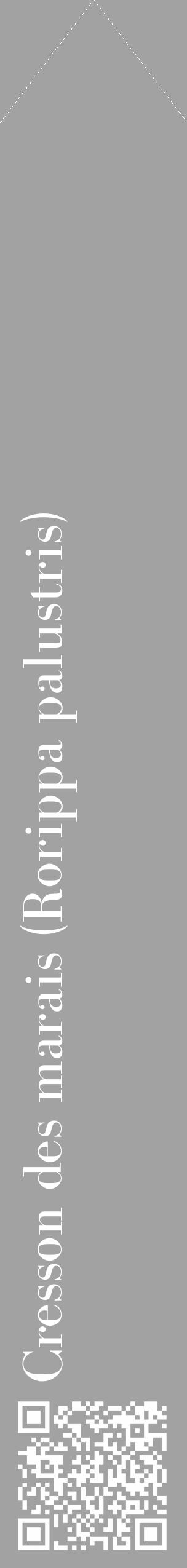 Étiquette de : Rorippa palustris - format c - style blanche38_simple_simplebod avec qrcode et comestibilité - position verticale