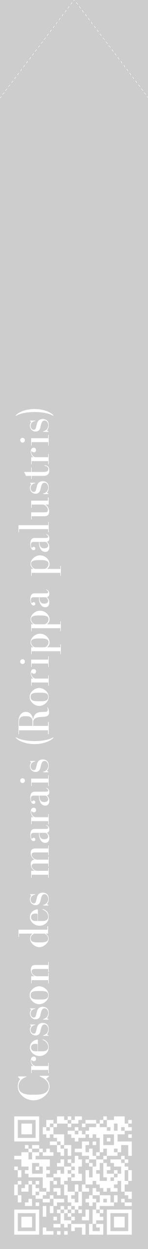 Étiquette de : Rorippa palustris - format c - style blanche41_simple_simplebod avec qrcode et comestibilité - position verticale