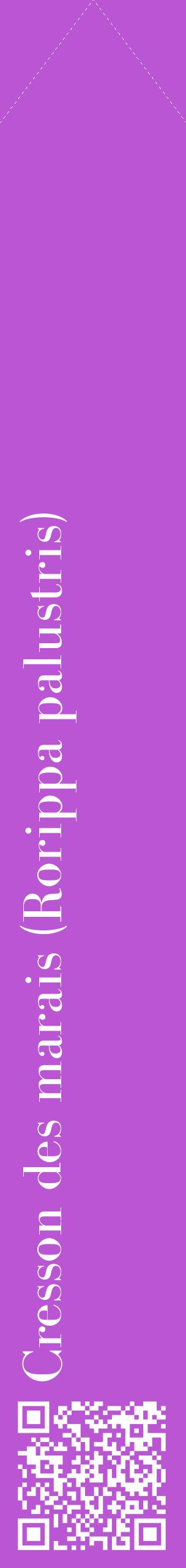 Étiquette de : Rorippa palustris - format c - style blanche50_simplebod avec qrcode et comestibilité