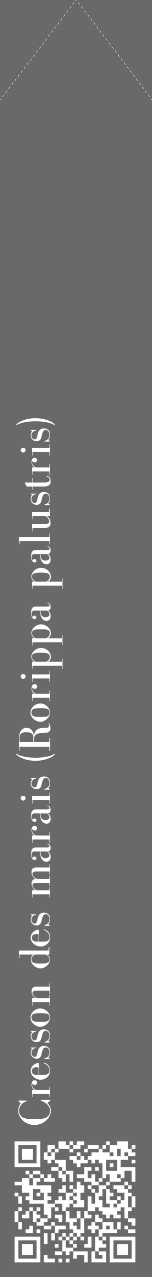 Étiquette de : Rorippa palustris - format c - style blanche51_simple_simplebod avec qrcode et comestibilité - position verticale