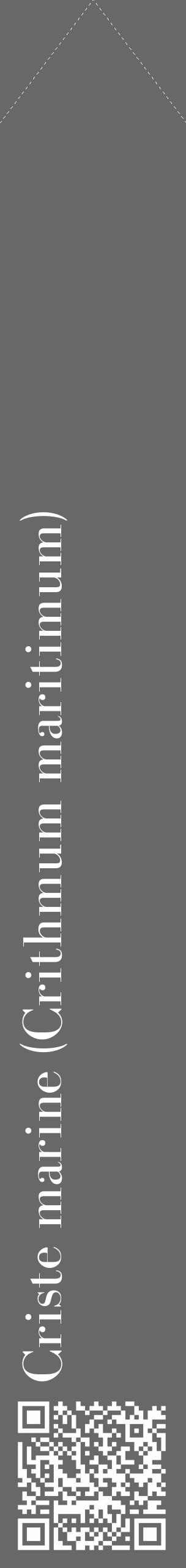 Étiquette de : Crithmum maritimum - format c - style blanche43_simple_simplebod avec qrcode et comestibilité - position verticale