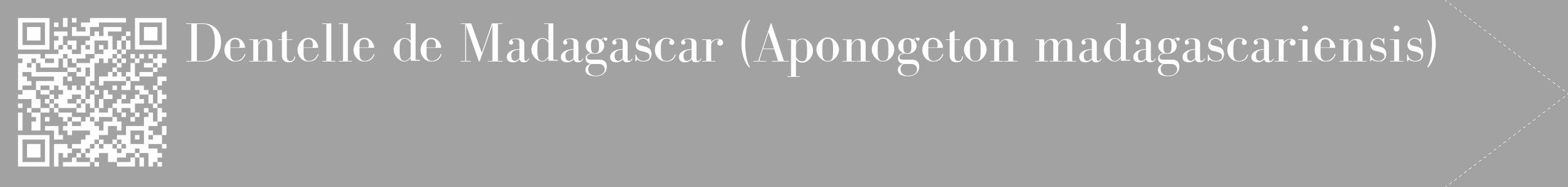 Étiquette de : Aponogeton madagascariensis - format c - style blanche38_simple_simplebod avec qrcode et comestibilité