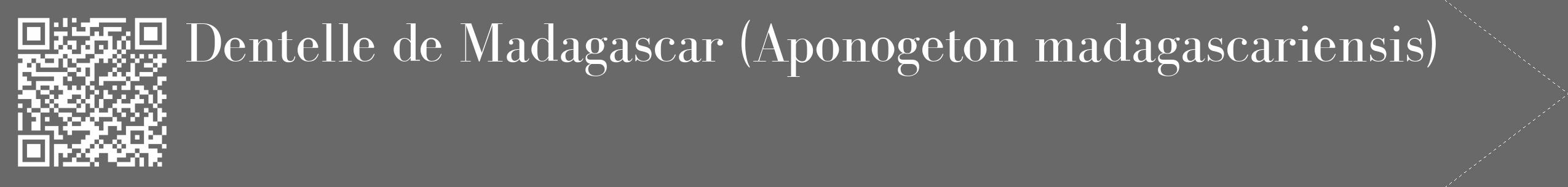 Étiquette de : Aponogeton madagascariensis - format c - style blanche51_simple_simplebod avec qrcode et comestibilité