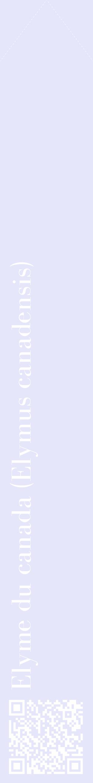 Étiquette de : Elymus canadensis - format c - style blanche55_simplebod avec qrcode et comestibilité