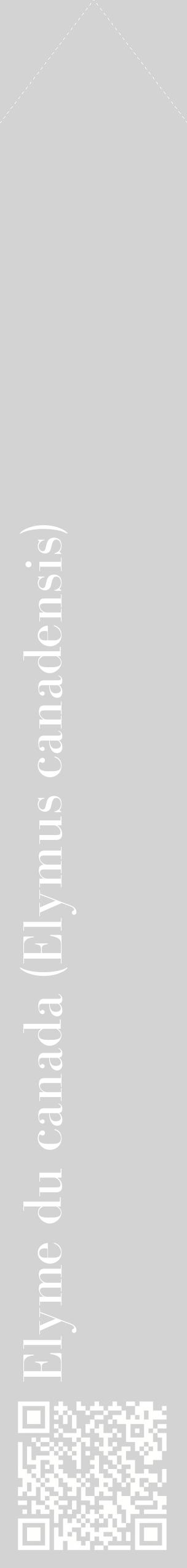 Étiquette de : Elymus canadensis - format c - style blanche56_simplebod avec qrcode et comestibilité