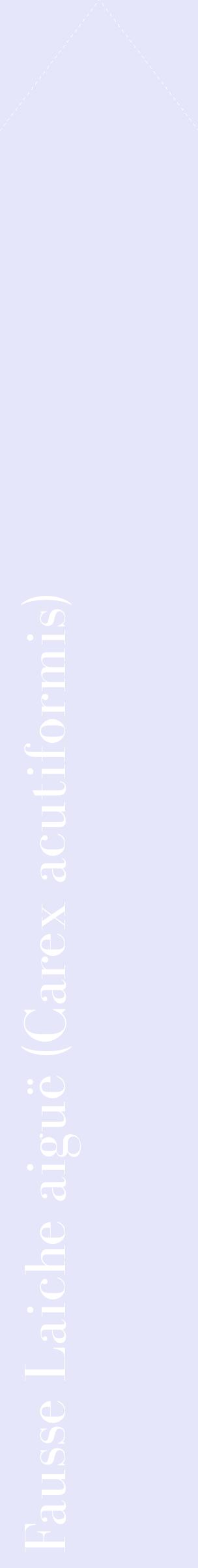Étiquette de : Carex acutiformis - format c - style blanche55_simplebod avec comestibilité