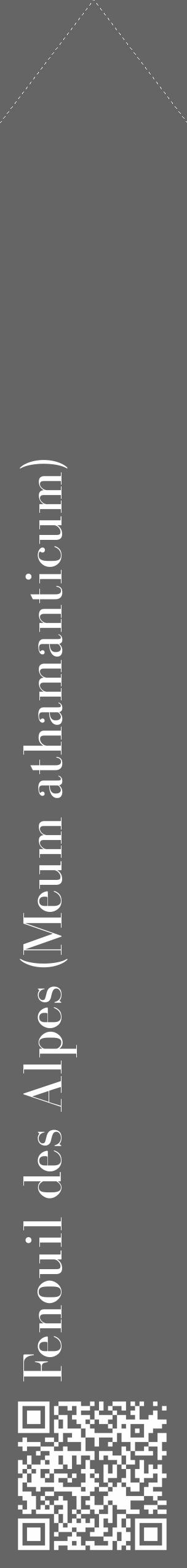 Étiquette de : Meum athamanticum - format c - style blanche32_simple_simplebod avec qrcode et comestibilité - position verticale