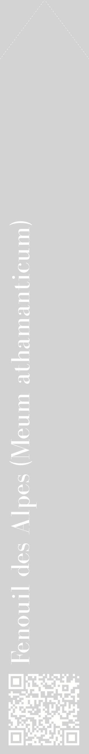 Étiquette de : Meum athamanticum - format c - style blanche56_simplebod avec qrcode et comestibilité