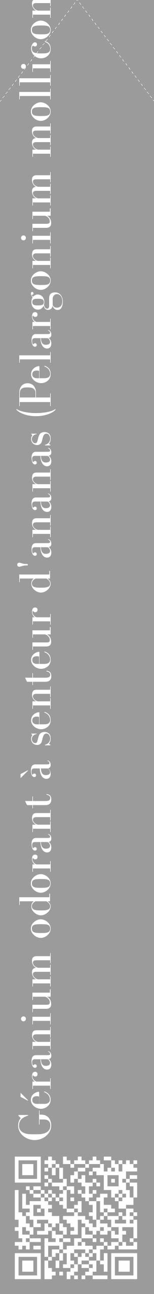 Étiquette de : Pelargonium mollicomum - format c - style blanche52_simple_simplebod avec qrcode et comestibilité - position verticale