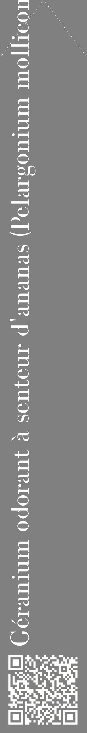 Étiquette de : Pelargonium mollicomum - format c - style blanche57_simplebod avec qrcode et comestibilité