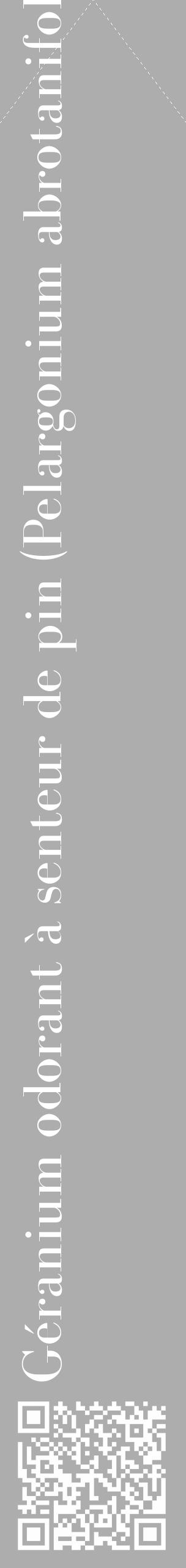 Étiquette de : Pelargonium abrotanifolium - format c - style blanche22_simple_simplebod avec qrcode et comestibilité - position verticale