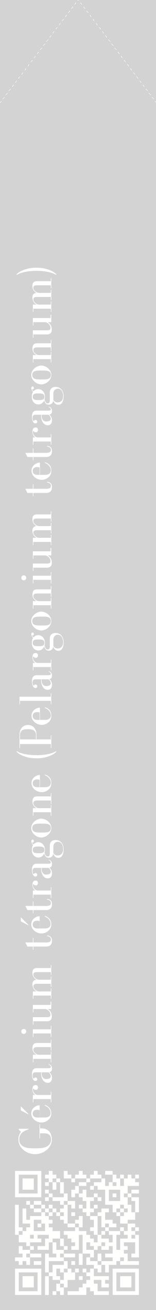 Étiquette de : Pelargonium tetragonum - format c - style blanche56_simplebod avec qrcode et comestibilité