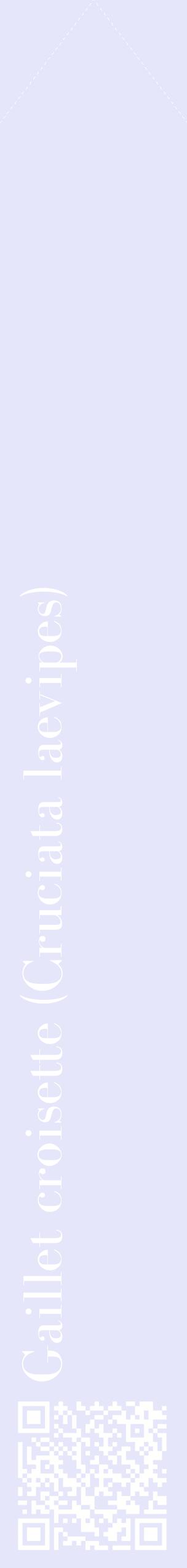 Étiquette de : Cruciata laevipes - format c - style blanche55_simplebod avec qrcode et comestibilité