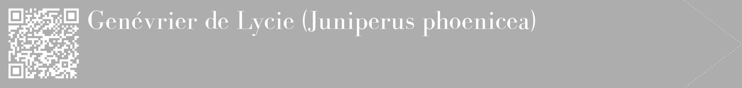 Étiquette de : Juniperus phoenicea - format c - style blanche22_simple_simplebod avec qrcode et comestibilité
