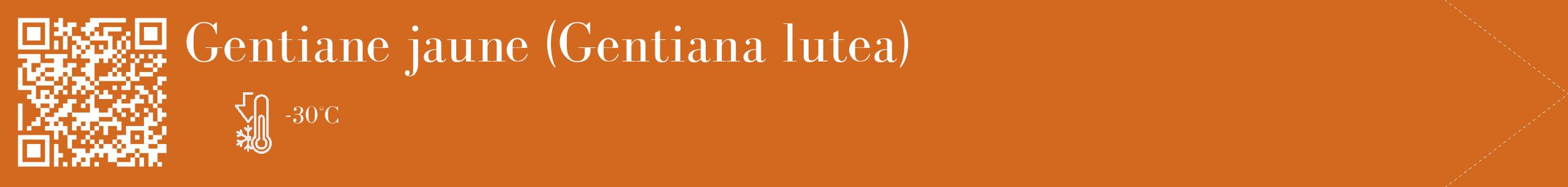 Étiquette de : Gentiana lutea - format c - style blanche31_simple_simplebod avec qrcode et comestibilité