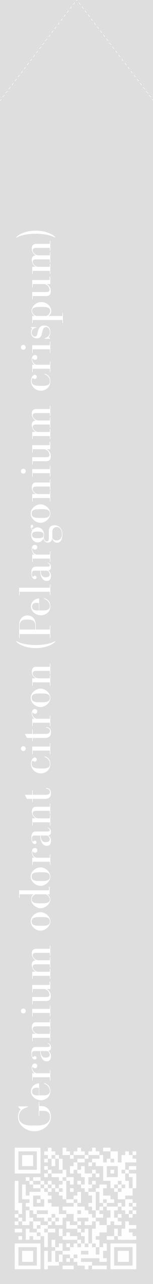 Étiquette de : Pelargonium crispum - format c - style blanche20_simple_simplebod avec qrcode et comestibilité - position verticale