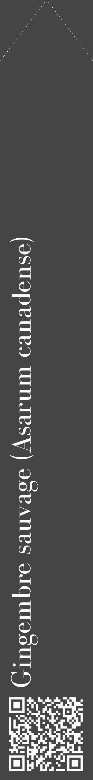 Étiquette de : Asarum canadense - format c - style blanche58_simple_simplebod avec qrcode et comestibilité - position verticale