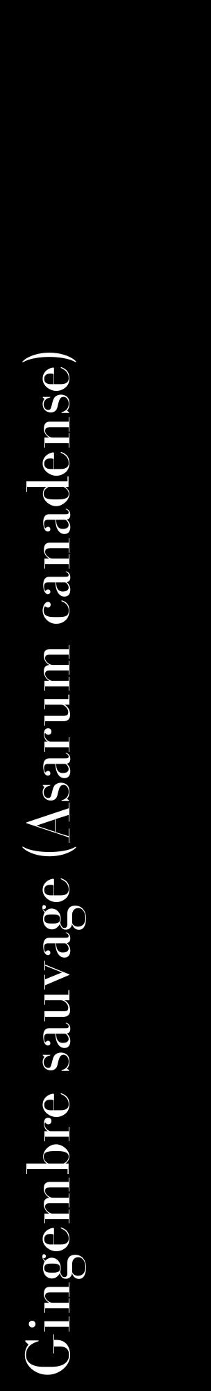 Étiquette de : Asarum canadense - format c - style blanche59_basiquebod avec comestibilité