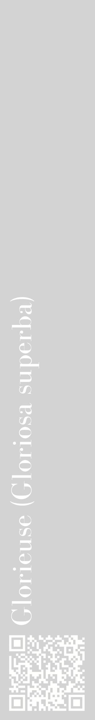 Étiquette de : Gloriosa superba - format c - style blanche56_basiquebod avec qrcode et comestibilité