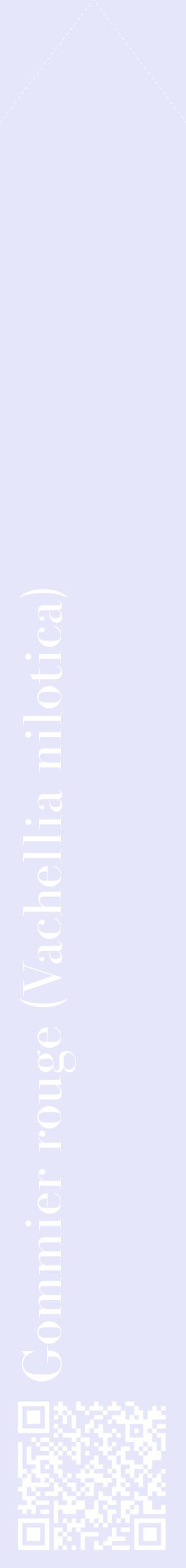 Étiquette de : Vachellia nilotica - format c - style blanche55_simplebod avec qrcode et comestibilité