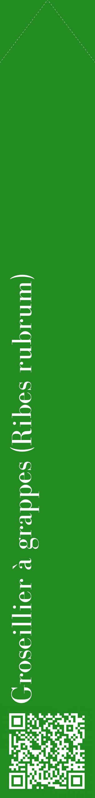 Étiquette de : Ribes rubrum - format c - style blanche10_simplebod avec qrcode et comestibilité