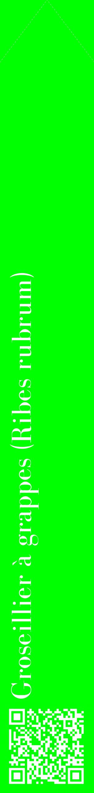 Étiquette de : Ribes rubrum - format c - style blanche16_simplebod avec qrcode et comestibilité