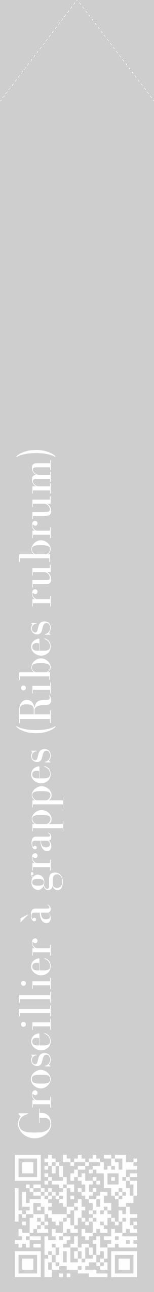Étiquette de : Ribes rubrum - format c - style blanche17_simple_simplebod avec qrcode et comestibilité - position verticale