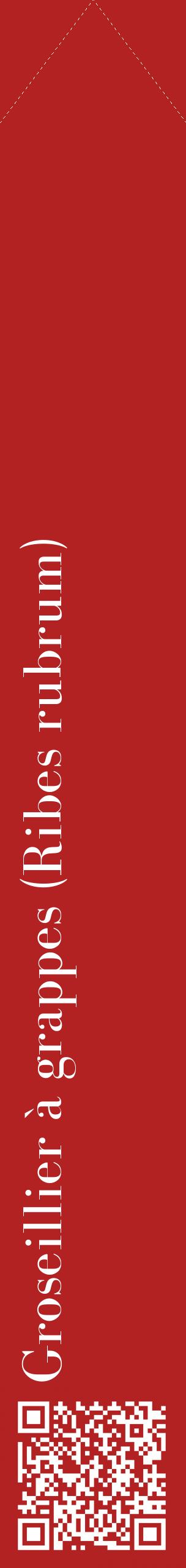 Étiquette de : Ribes rubrum - format c - style blanche28_simplebod avec qrcode et comestibilité