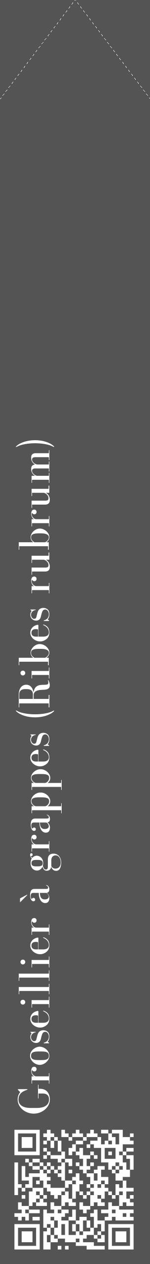 Étiquette de : Ribes rubrum - format c - style blanche30_simple_simplebod avec qrcode et comestibilité - position verticale
