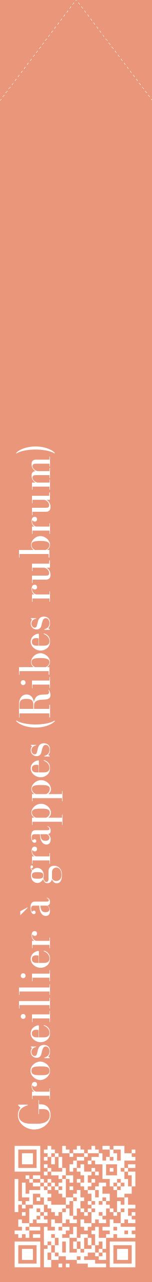 Étiquette de : Ribes rubrum - format c - style blanche37_simplebod avec qrcode et comestibilité