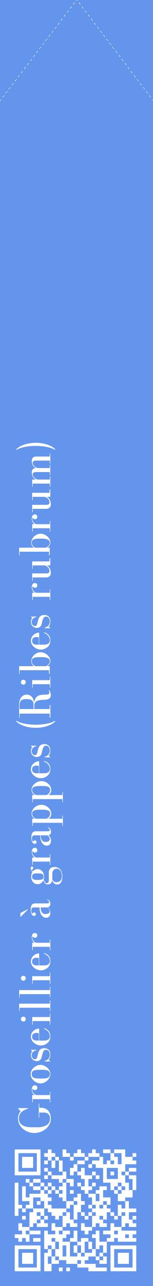 Étiquette de : Ribes rubrum - format c - style blanche4_simplebod avec qrcode et comestibilité