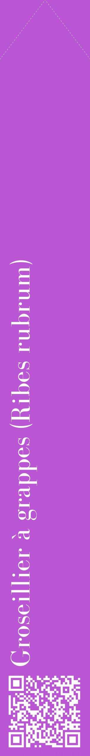 Étiquette de : Ribes rubrum - format c - style blanche50_simplebod avec qrcode et comestibilité