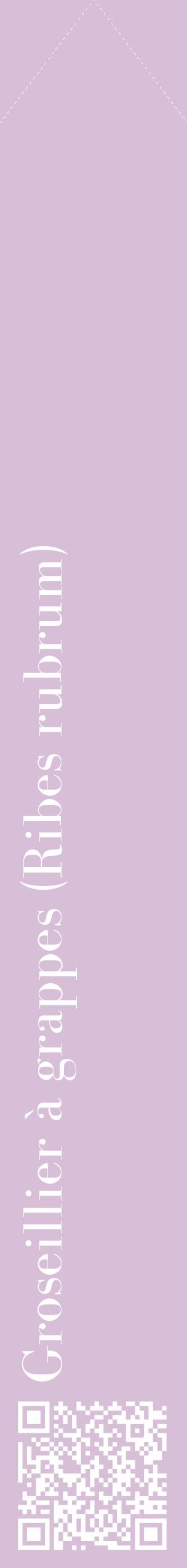 Étiquette de : Ribes rubrum - format c - style blanche54_simplebod avec qrcode et comestibilité