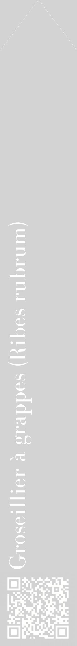 Étiquette de : Ribes rubrum - format c - style blanche56_simplebod avec qrcode et comestibilité