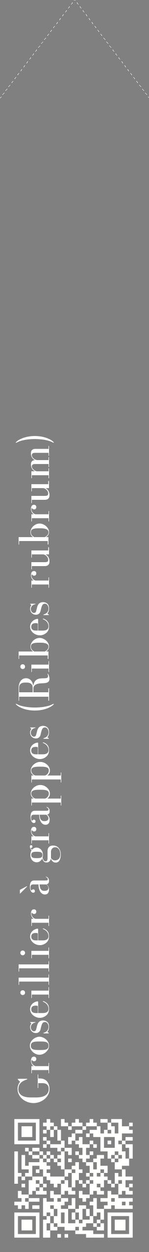 Étiquette de : Ribes rubrum - format c - style blanche57_simplebod avec qrcode et comestibilité