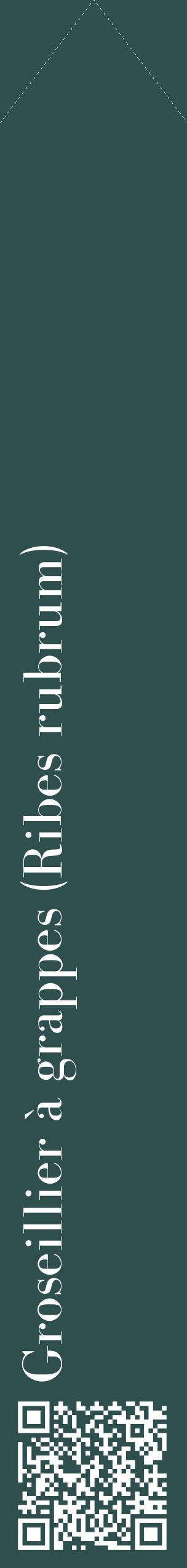 Étiquette de : Ribes rubrum - format c - style blanche58_simplebod avec qrcode et comestibilité