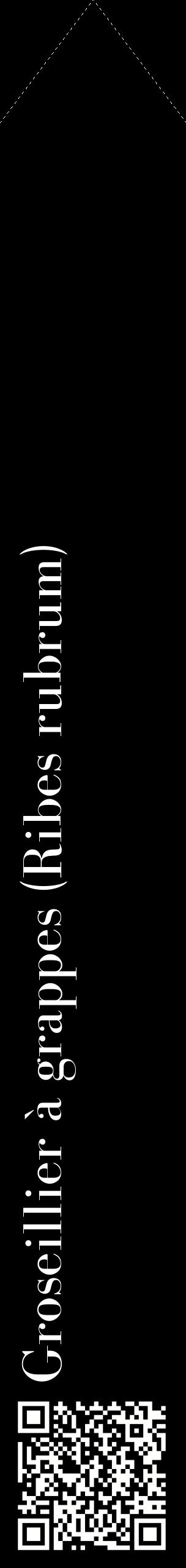 Étiquette de : Ribes rubrum - format c - style blanche59_simplebod avec qrcode et comestibilité