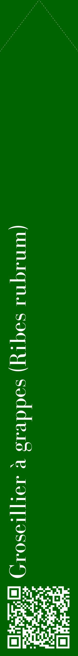 Étiquette de : Ribes rubrum - format c - style blanche8_simplebod avec qrcode et comestibilité